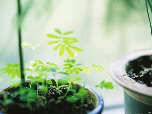 羊年最独特个性女宝宝名字大全-第4张