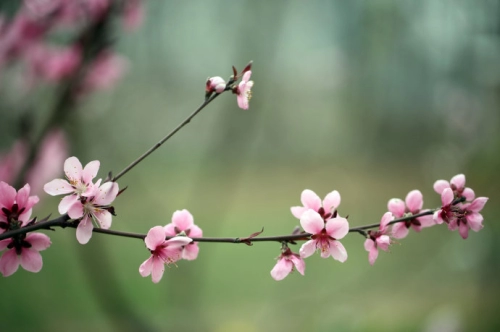 2017年7月桃花运很不错的五大生肖-第5张