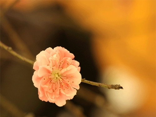 十二生肖2016年1月桃花运势-第1张