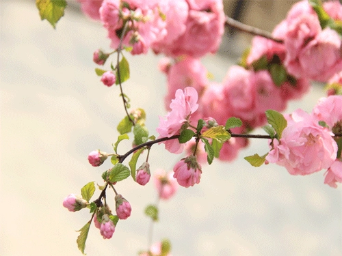十二生肖2016年1月桃花运势-第2张