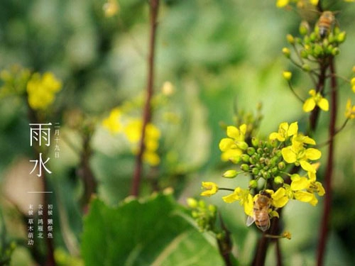 关于雨水节气养生方法和习俗-第1张