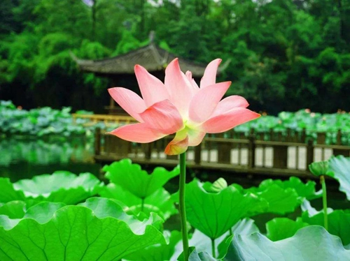 2019年五月份有哪些节气，有哪些特点-第1张