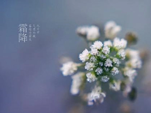 2016年二十四节气之霜降祝福短信大全-第1张