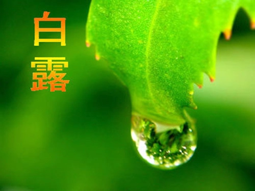 2016年二十四节气之白露祝福短信大全-第1张