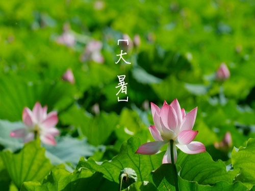 大暑吃什么最合适呢，应该如何养生呢-第1张