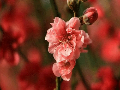 易惹烂桃花的是什么样的名字呢-第2张