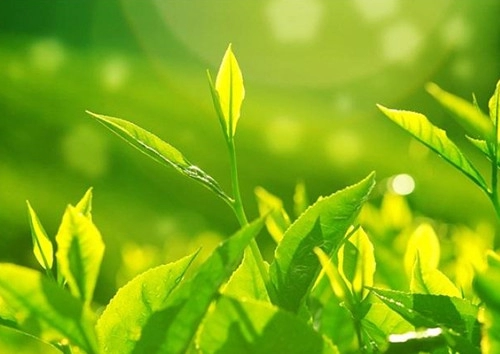有诗意茶叶店名字大全-第1张