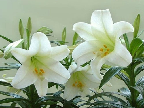 取自花名的名字-第1张
